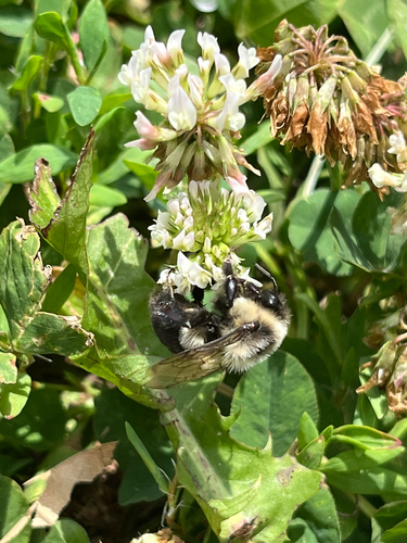Common Eastern Bumble Bee