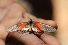 Acraea leucographa