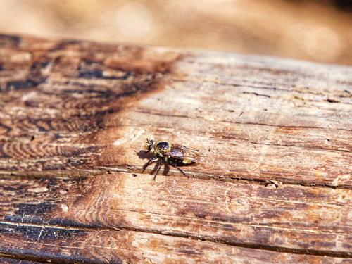iNaturalist observation photo of Bee-mimic Robber Flies