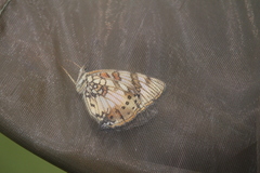 Junonia sophia