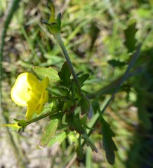 Hemimeris sabulosa