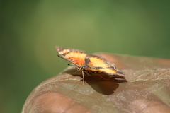 Junonia sophia