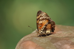 Junonia sophia