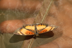 Junonia sophia