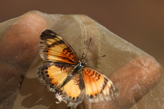 Junonia sophia