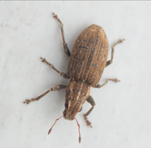 Clover root weevil
