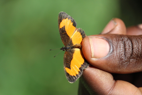 Lady's Maid Butterfly