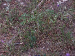 Galactites tomentosus