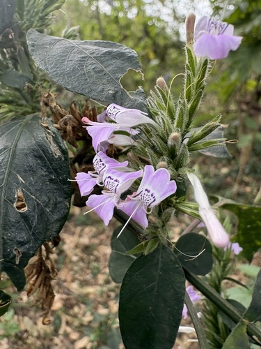 Hypoestes forskaolii, photograph 5