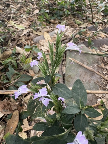 Hypoestes forskaolii, photograph 6