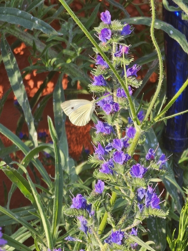 Small White