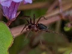 Ageleninae