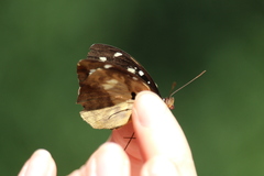 Aterica galene extensa