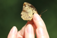 Aterica galene extensa