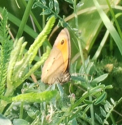 Meadow Brown