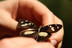 Aterica galene extensa