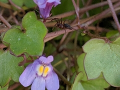 Ageleninae