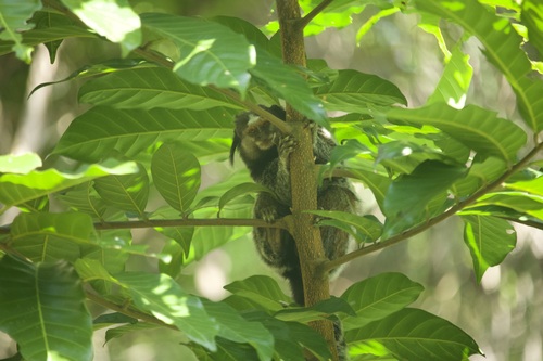 Black-tufted-ear Marmoset