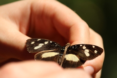 Aterica galene extensa