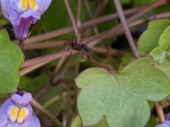 Ageleninae
