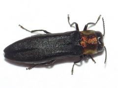 Agrilus ruficollis