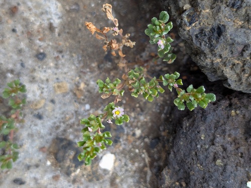 Frankenia pulverulenta, photograph 3