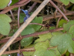 Ageleninae