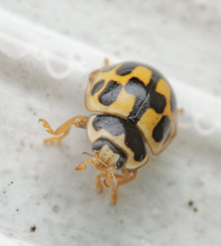 Fourteen-spotted Lady Beetle