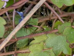 Ageleninae
