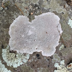 Pertusaria plittiana