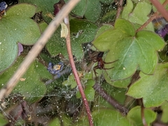 Ageleninae