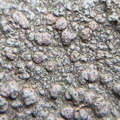 Pertusaria plittiana