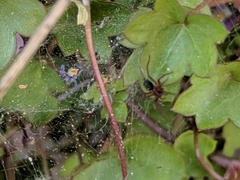Ageleninae