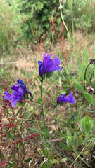 Echium plantagineum