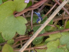 Ageleninae