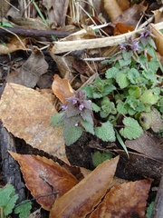 Lamium purpureum