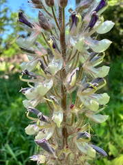Uraria crinita