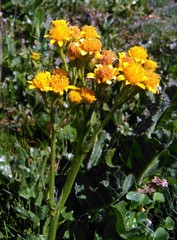 Senecio fistulosus