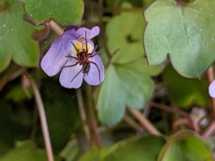 Ageleninae