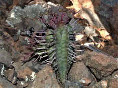 Euphorbia pillansii