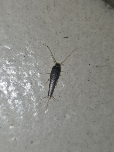 Common Silverfish