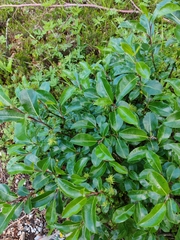 Salix glabra, photograph (c) Ljaž, some rights reserved (CC BY)
