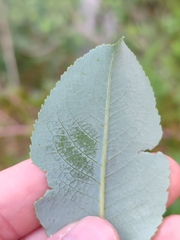Salix glabra, photograph (c) Ljaž, some rights reserved (CC BY)