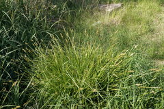 Carex otrubae