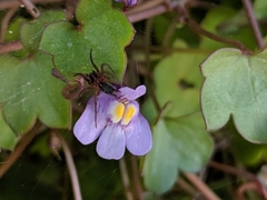Ageleninae