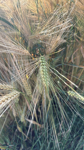 Common Barley