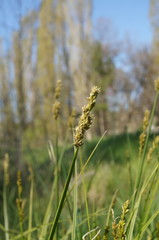 Carex otrubae