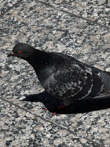 Rock Pigeon