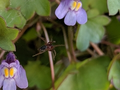 Ageleninae
