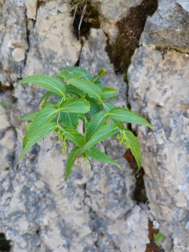 Paederota lutea, photograph 4
